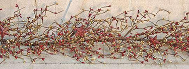 4 1/2' B&G Holiday Stars Pip Garland - The Fox Decor